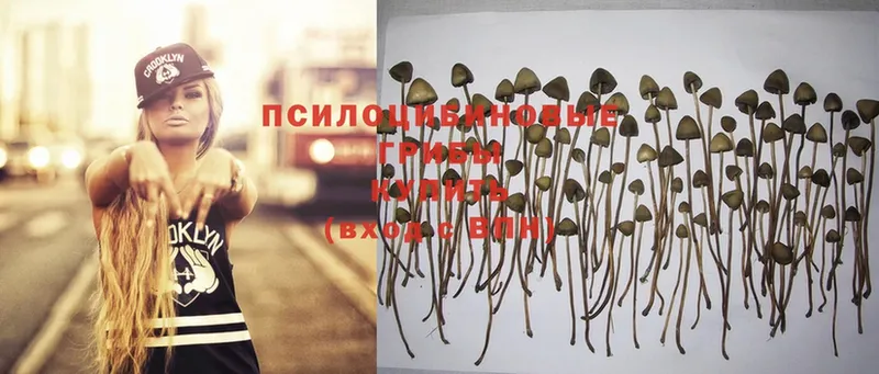 Псилоцибиновые грибы MAGIC MUSHROOMS  Качканар 